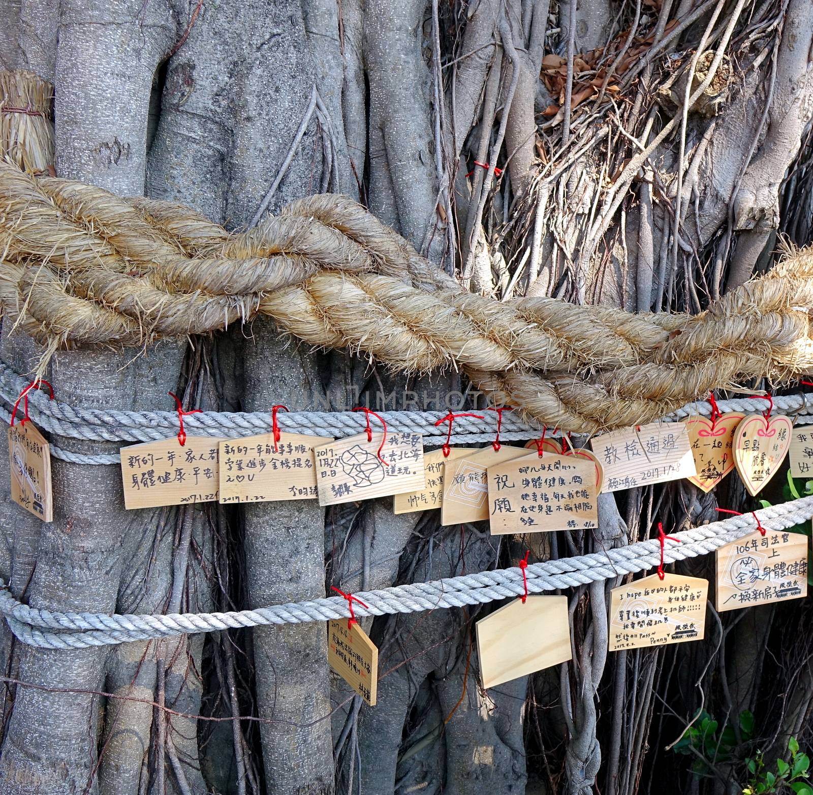 KAOHSIUNG, TAIWAN -- APRIL 29, 2017: An old banyan tree outside the Wu De Martial Arts Hall serves as a wishing tree with little wooden signs attached.
