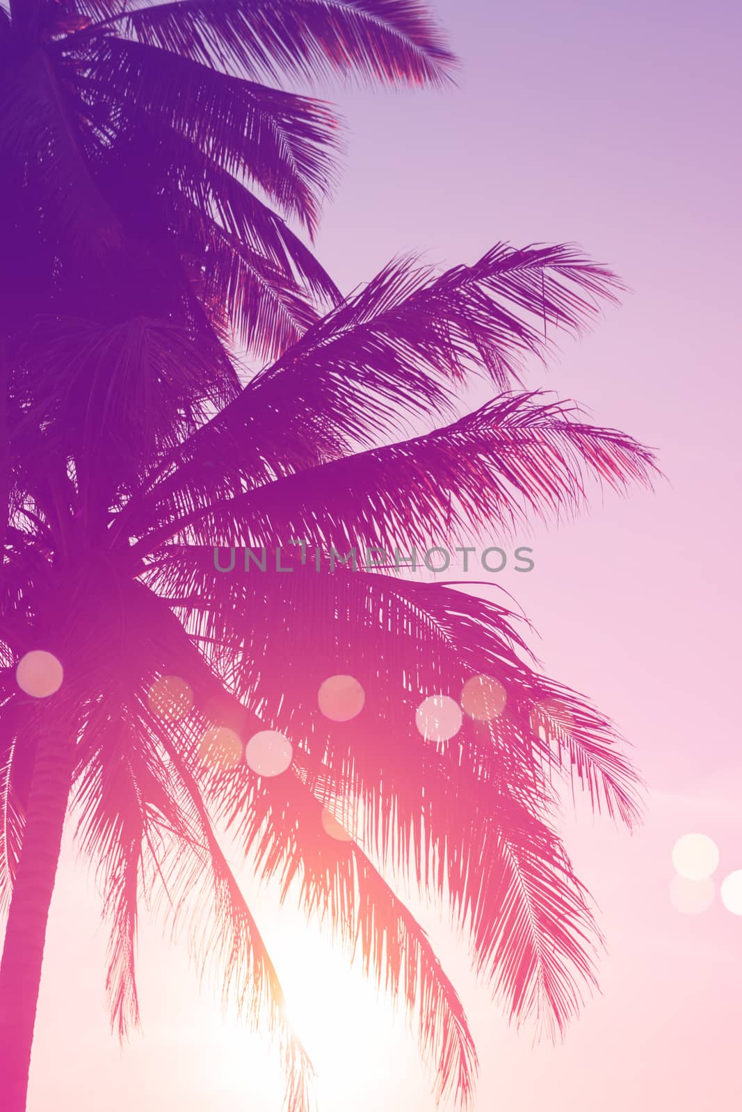 Tropical palm coconut trees on sunset sky flare and bokeh nature colorful fun background.