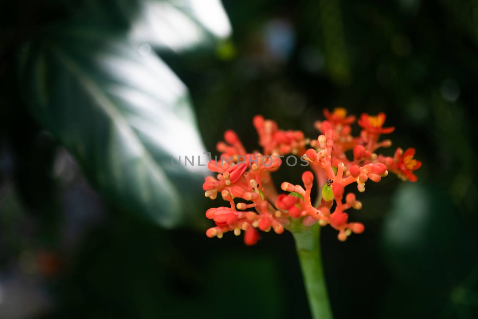 Selective focus of colorful beautiful flower on nature green bokeh  background.