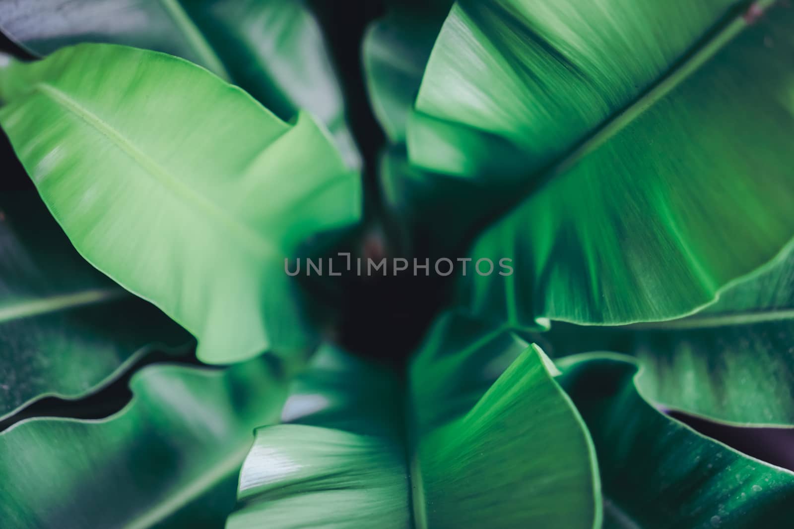 Selective focus closed up tropical summer green leaf background with sunlight.