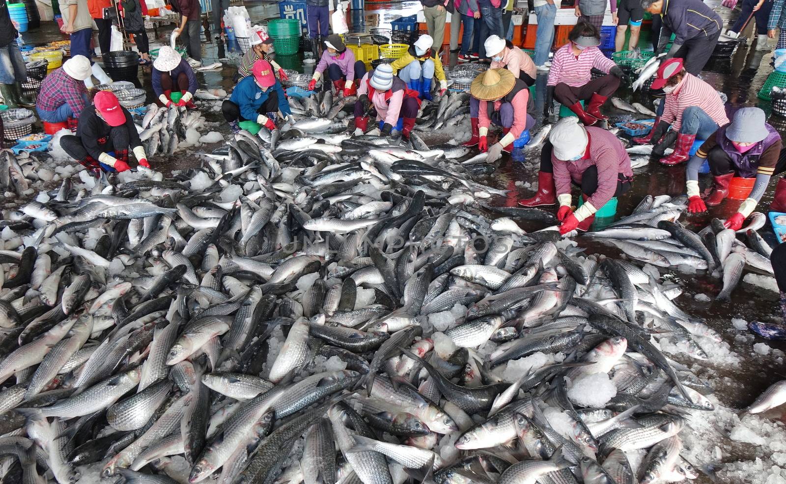 KAOHSIUNG, TAIWAN -- JANUARY 13, 2019: Workers at the Sinda fish market extract the roe from grey mullet fish. The roe will be dried, pressed and salted.
