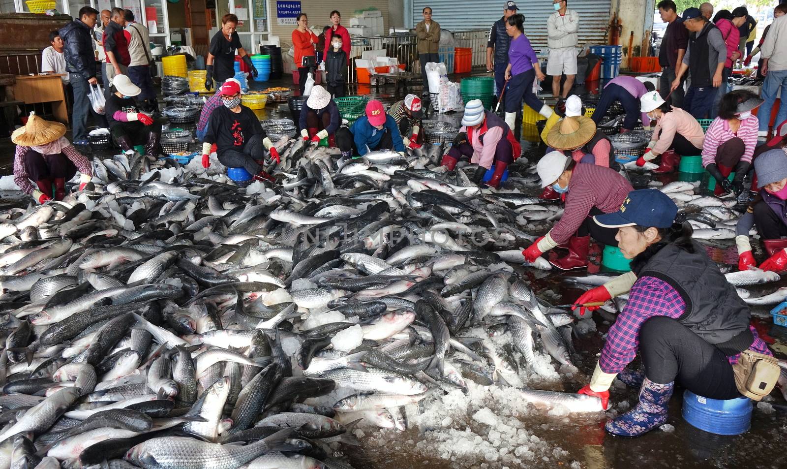 KAOHSIUNG, TAIWAN -- JANUARY 13, 2019: Workers at the Sinda fish market extract the roe from grey mullet fish. The roe will be dried, pressed and salted.