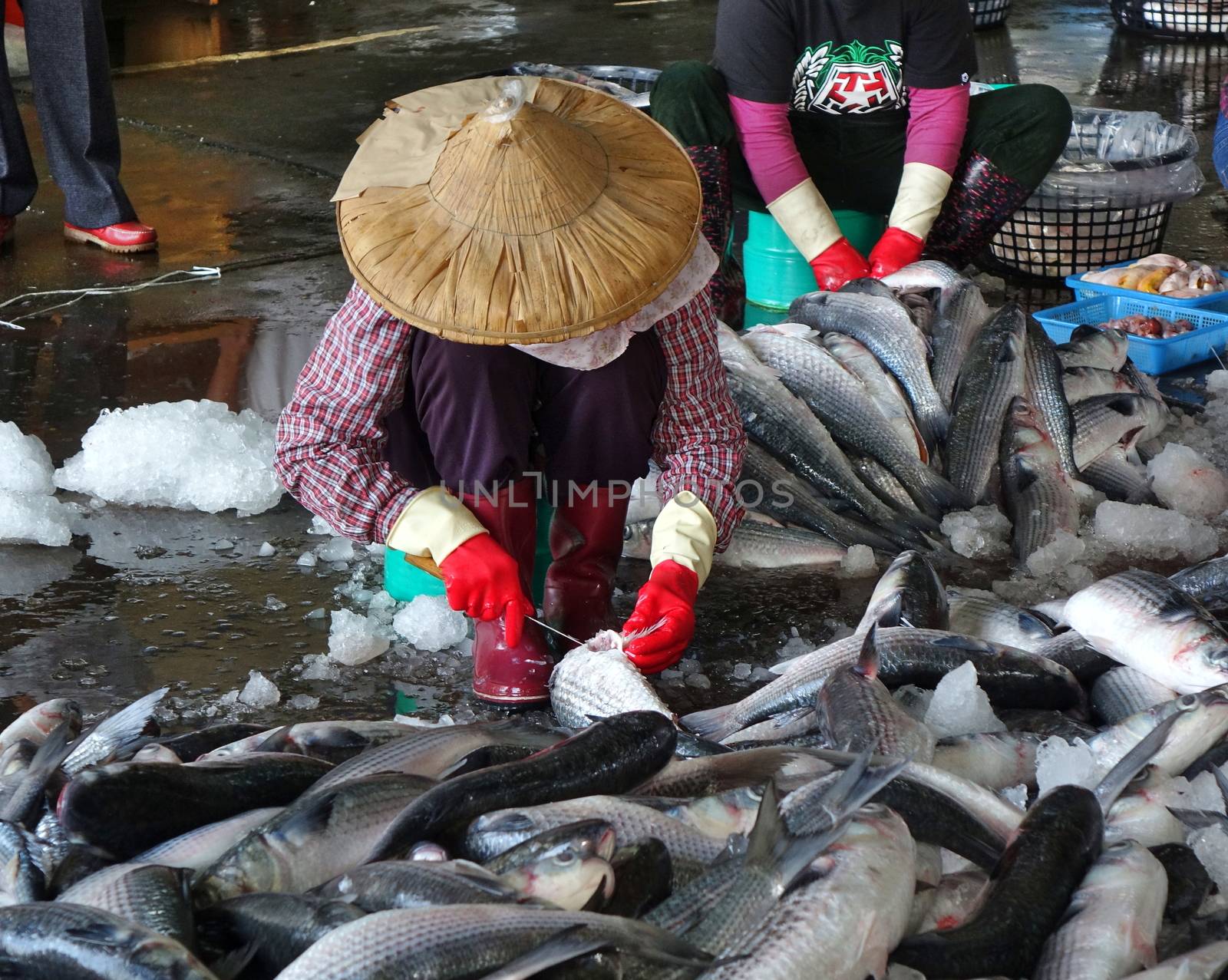 Workers Harvest the Roe From Grey Mullets by shiyali