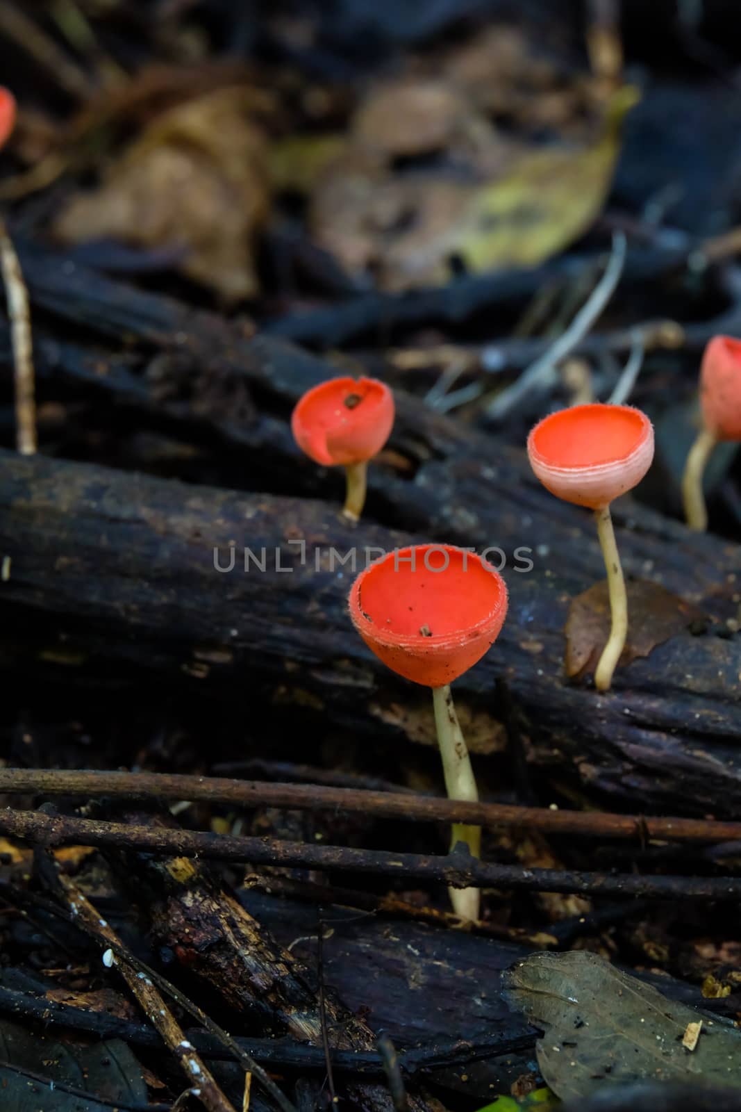 Fungi Cup,PINK BURN CUP,Champagne mushroom by suthipong