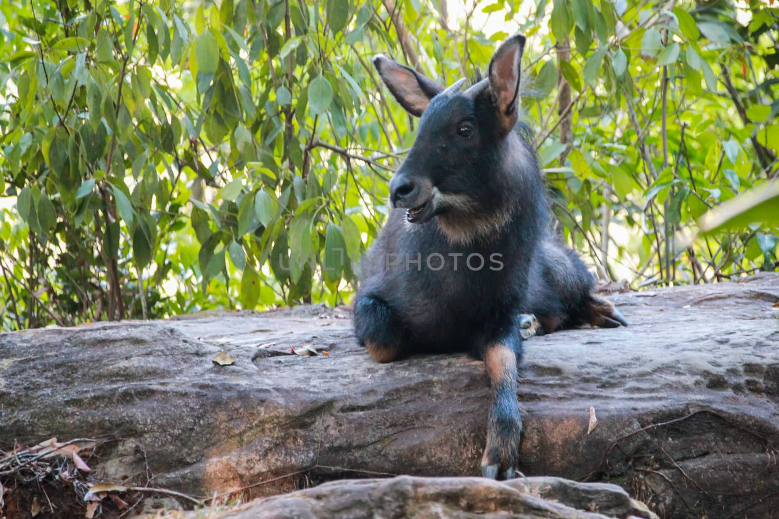 Serows,Chamois sitting on the ground. by suthipong