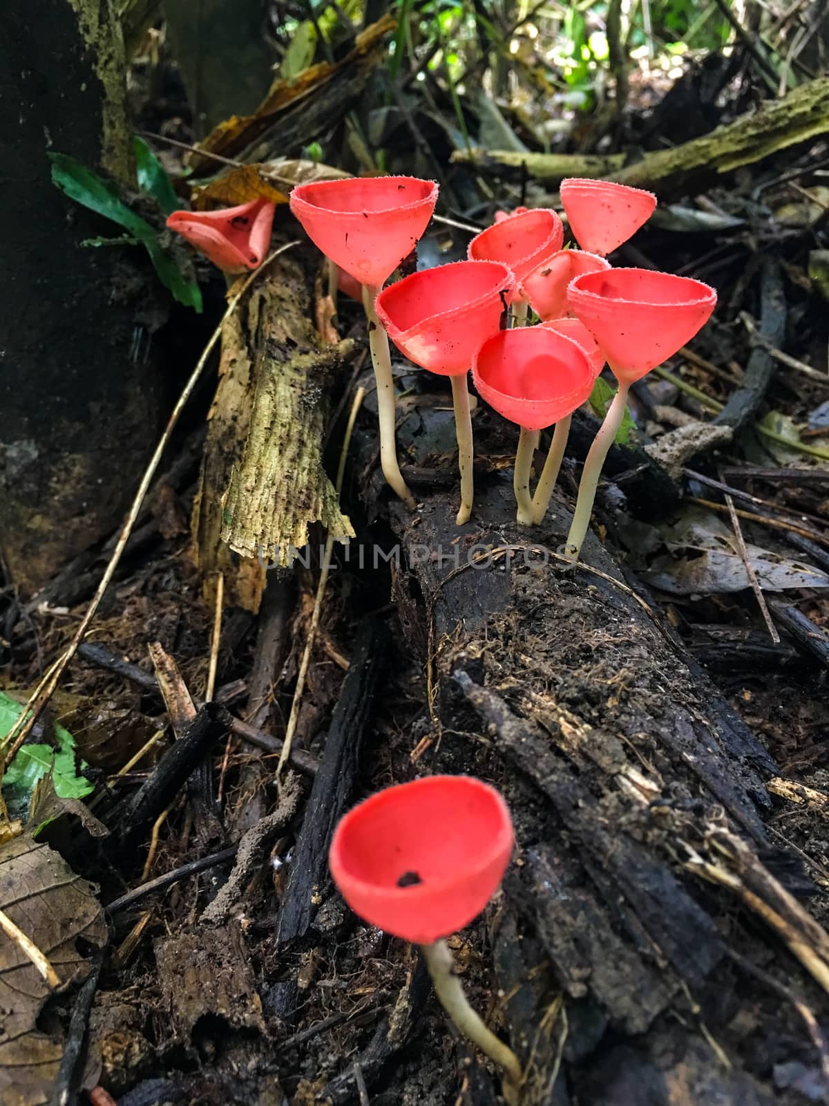 Fungi Cup,PINK BURN CUP,Champagne mushroom is Colorful.