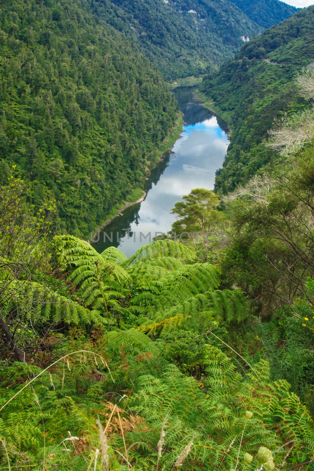 View of the Whanganui River, North Island, New Zealand
