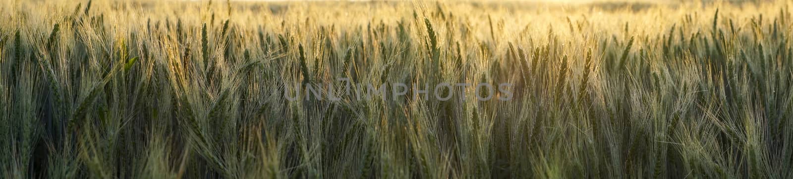Panorama banner or header of backlit wheat in an agricultural field at sunset with a golden glow over the crop
