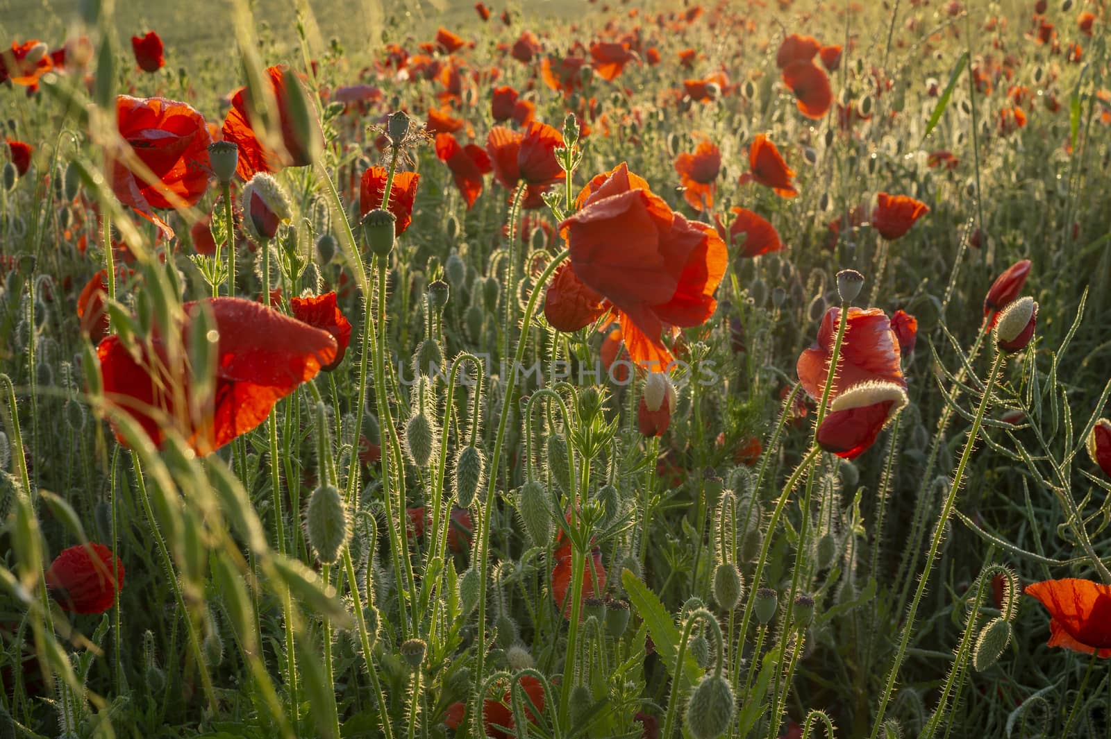 Red corn poppies in an agricultural field or meadow backlit at sunset with assorted wildflowers conceptual of spring