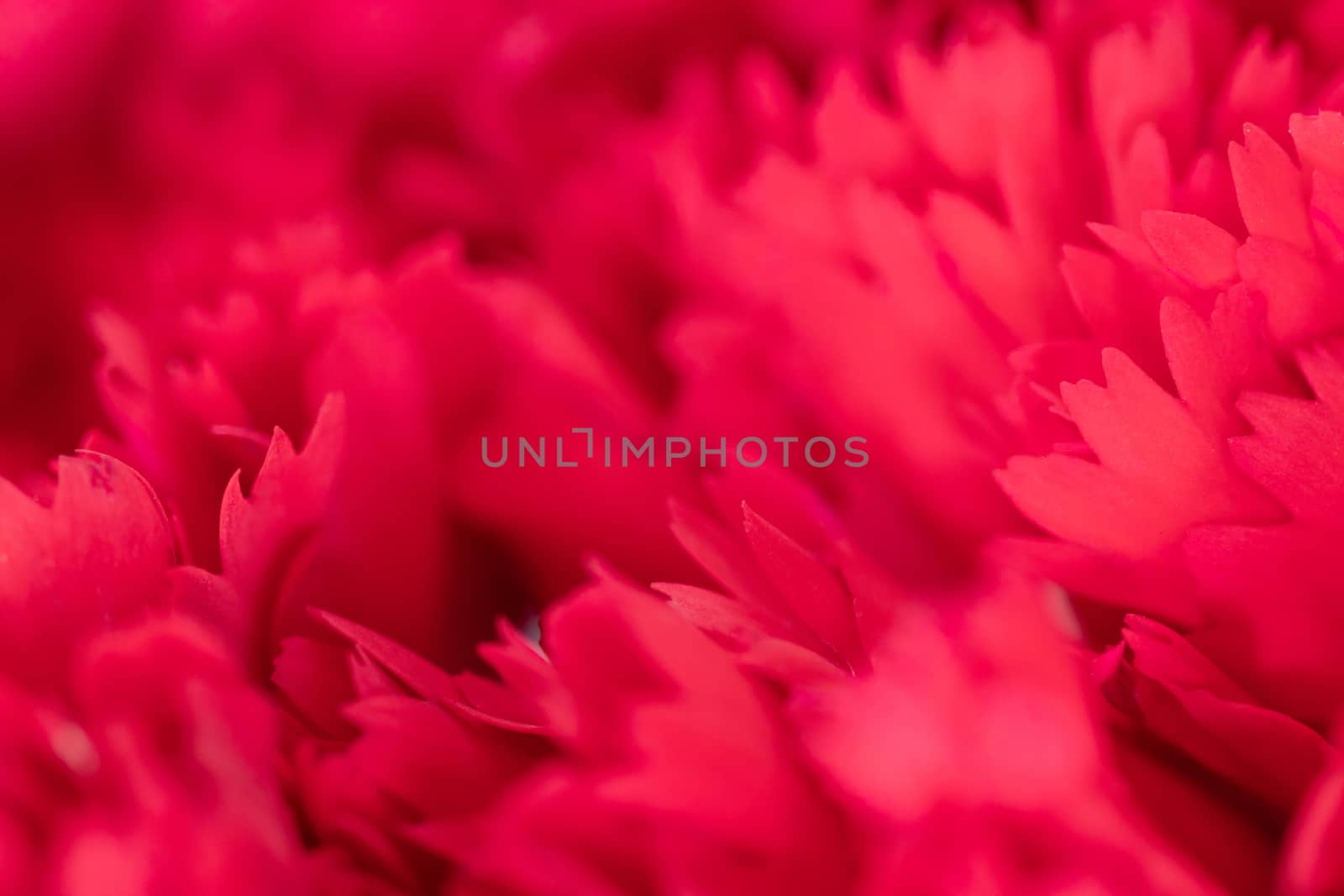 close up of soft red petal of flower , selective focus. flower texture and background