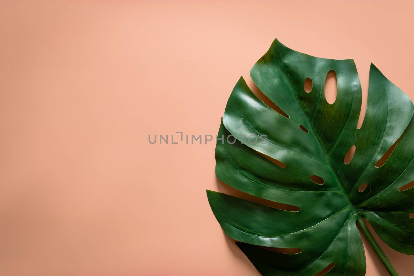 green tropical leaves monstera on orange pastel background with copy space. flat lay, top view