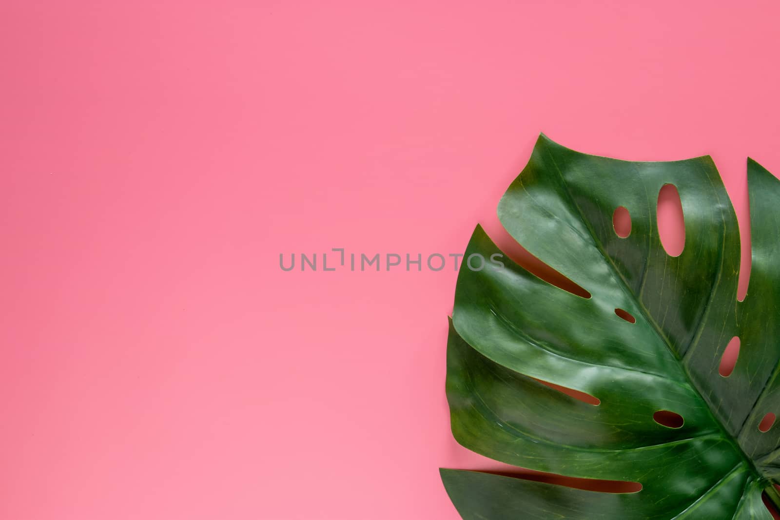 green tropical leaves monstera on pink background with copy space. flat lay, top view by asiandelight