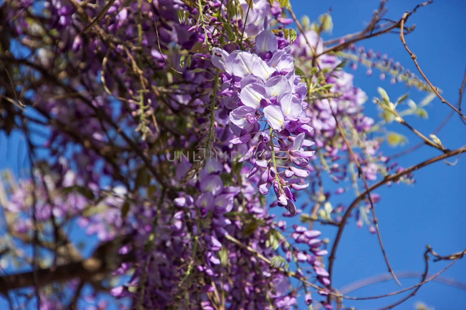 Flowers on a sunny day by MARphoto