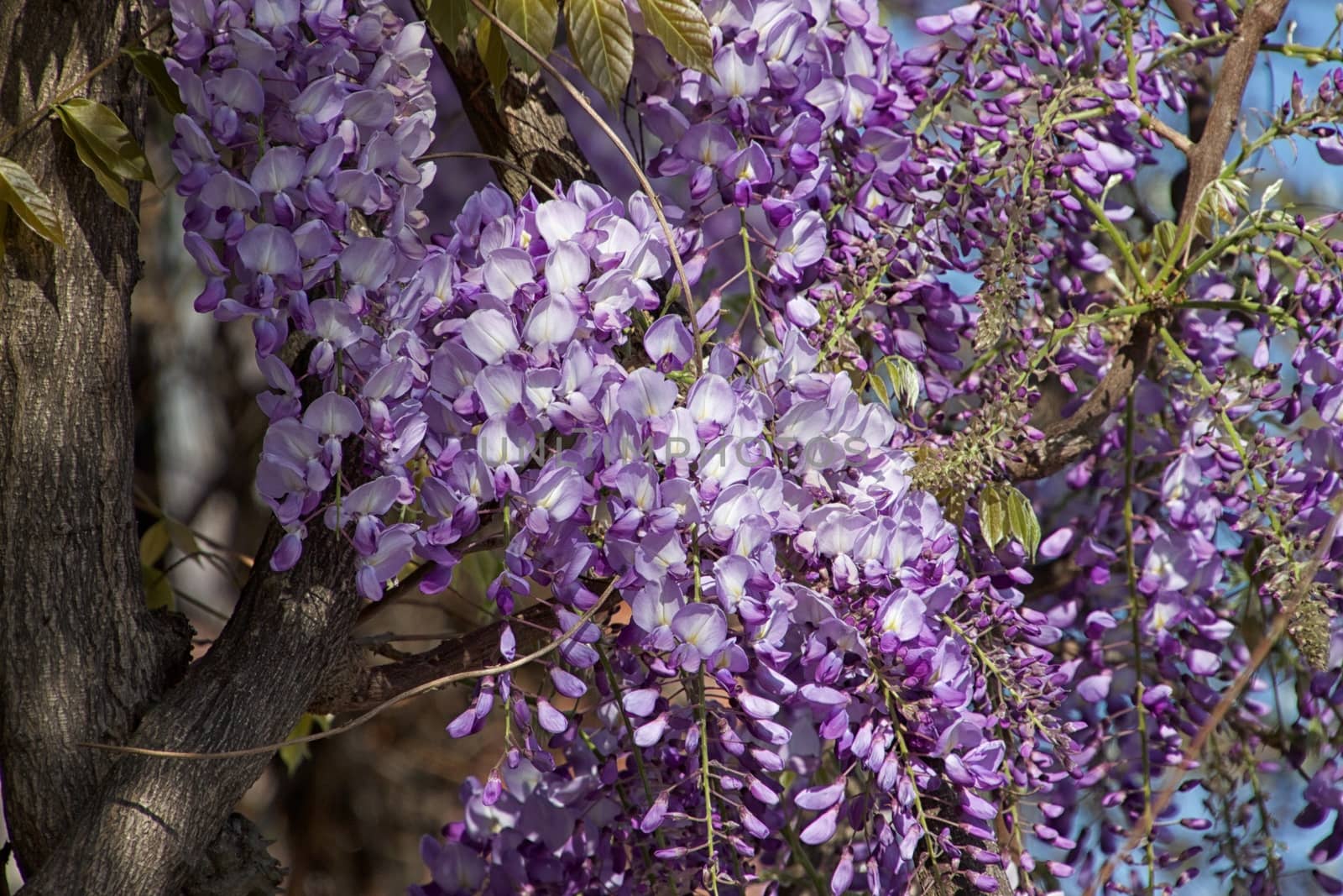 Flowers on a sunny day by MARphoto