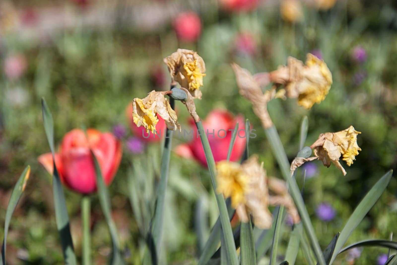 Flowers on a sunny day by MARphoto