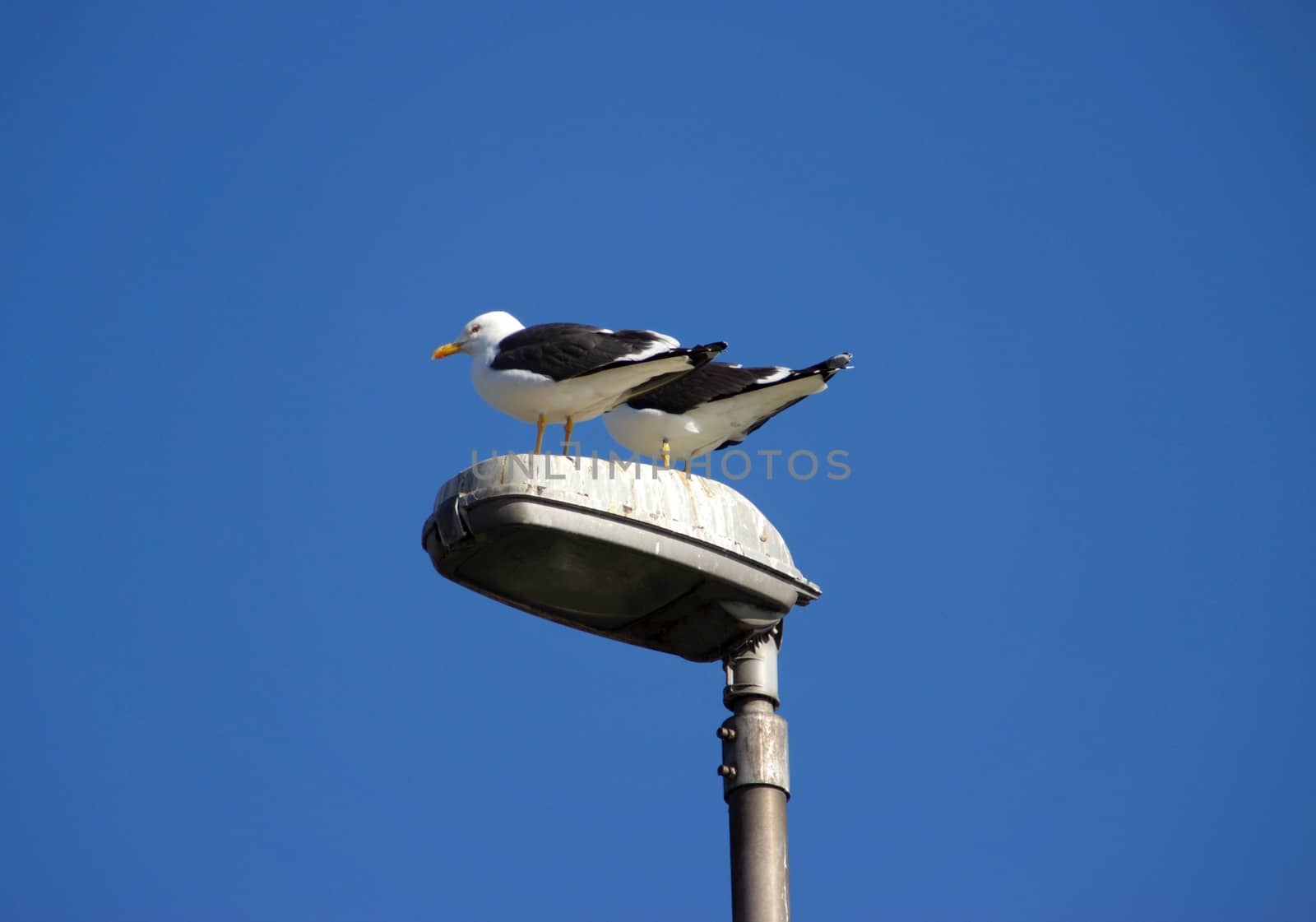 Bird on a lightpole by MARphoto