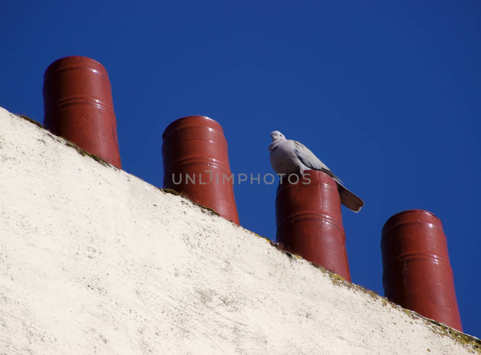 Bird on a chimney by MARphoto