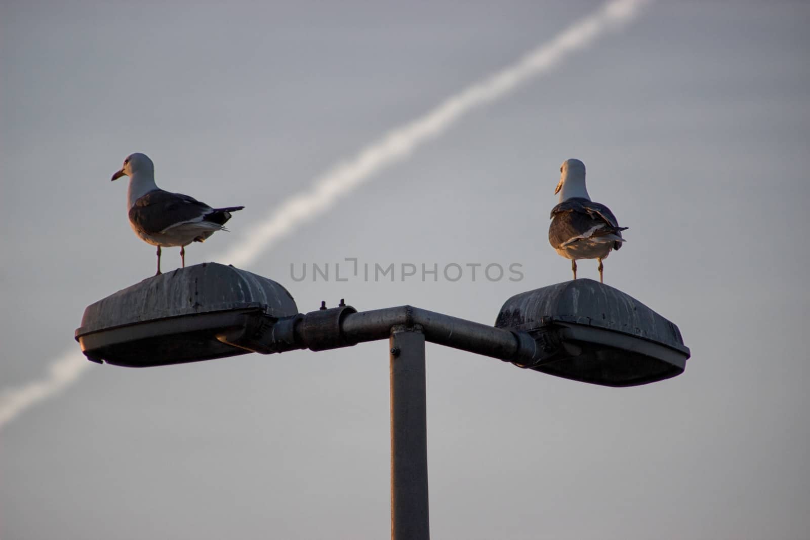 Birds on a sunny day by MARphoto