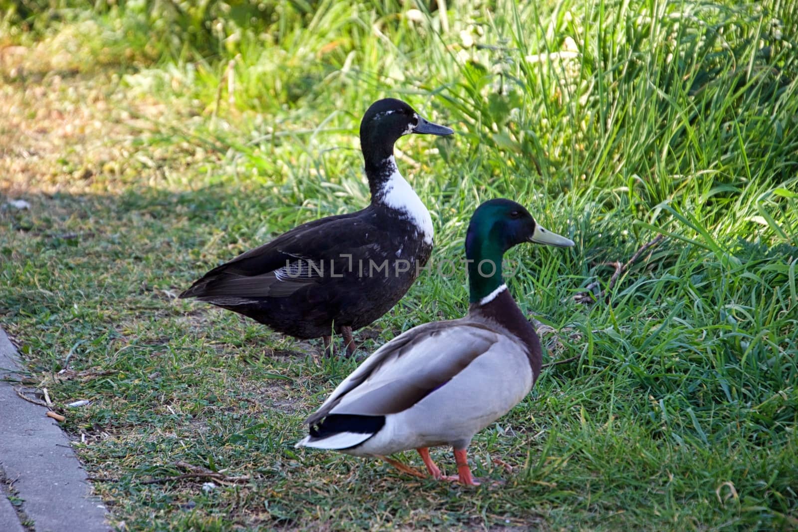 Two ducks on the grass