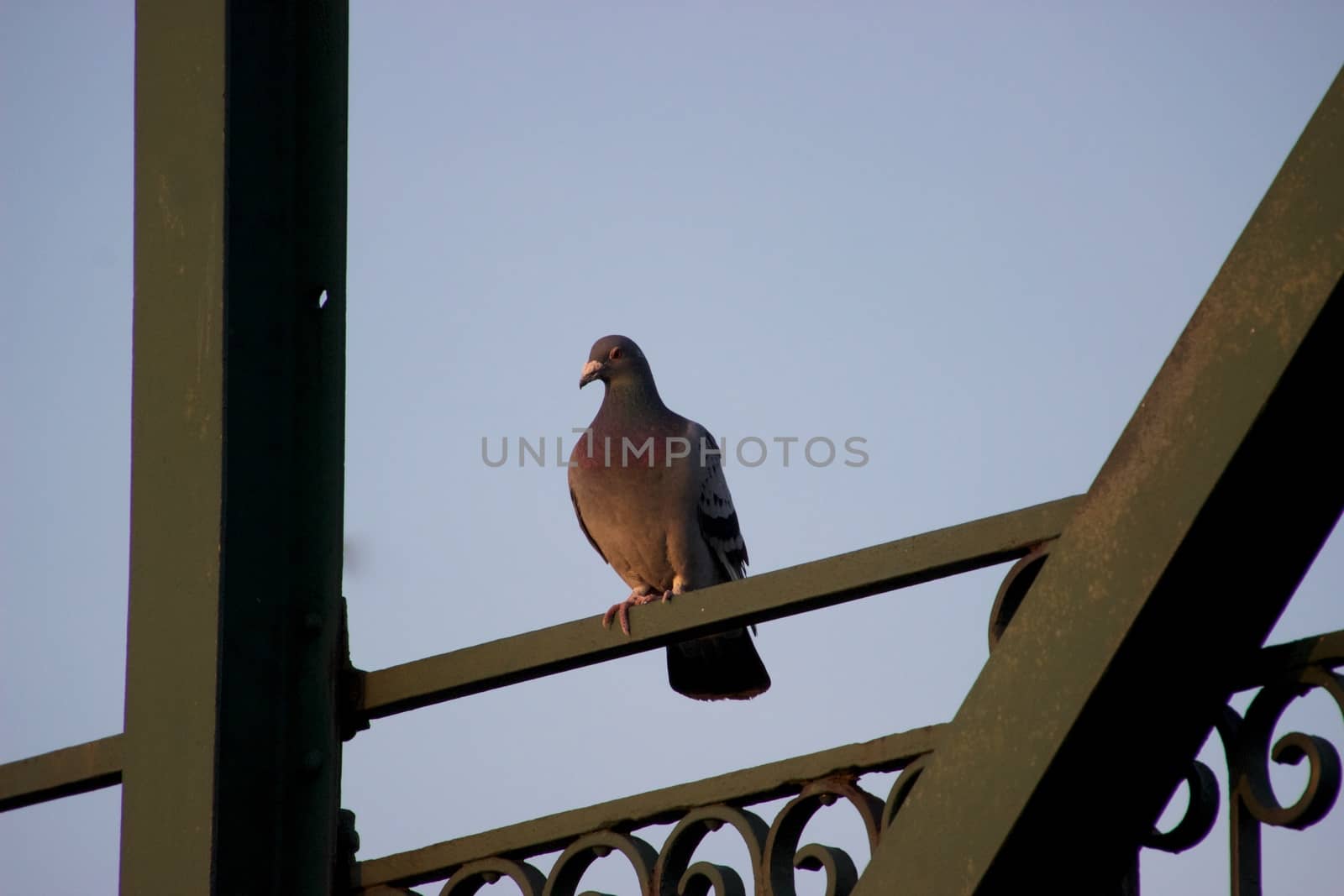 Birds on a sunny day by MARphoto