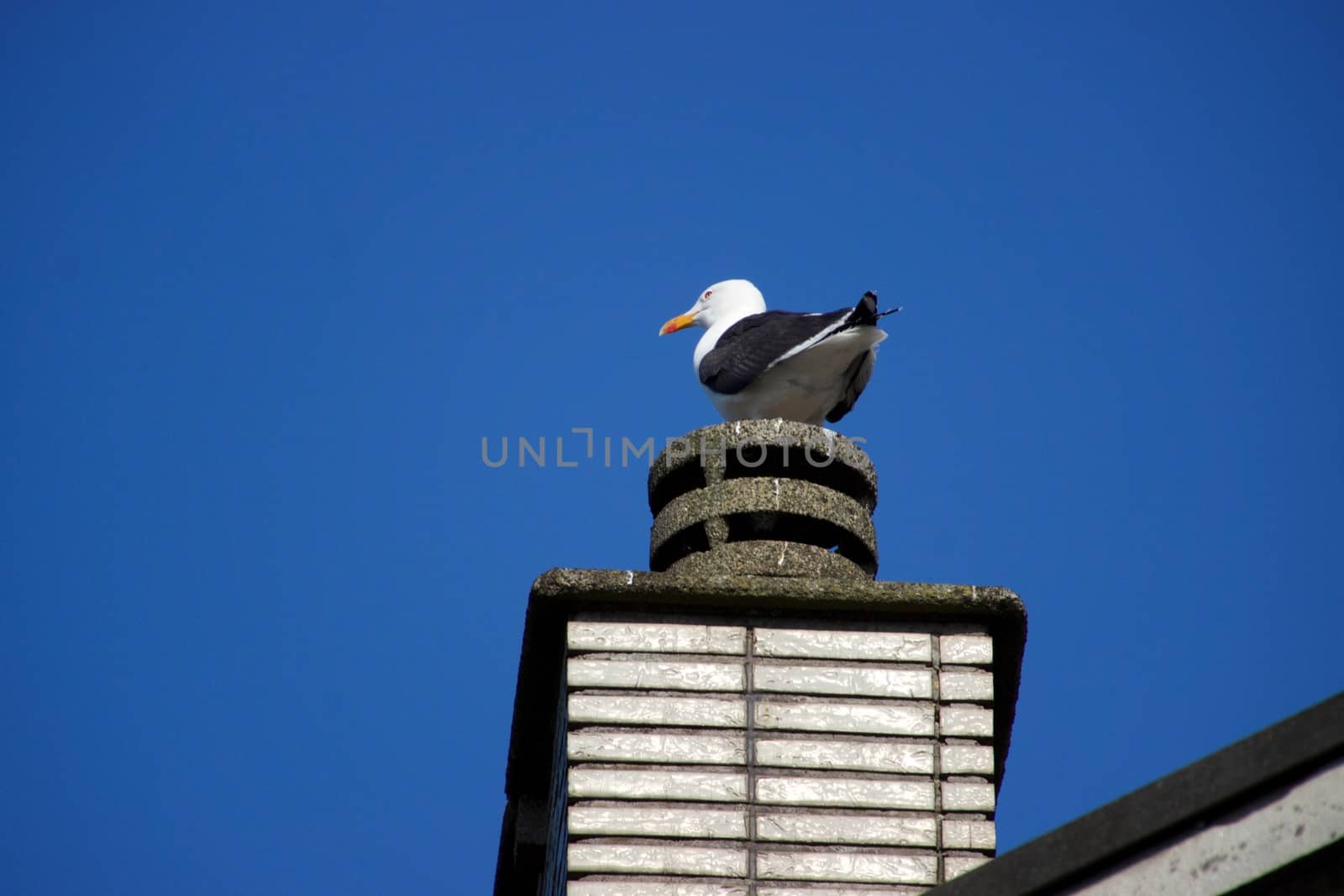 Birds on a sunny day by MARphoto