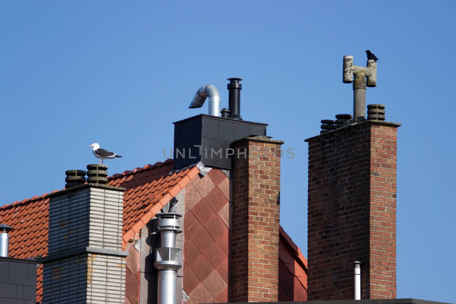 Seagulls on chimneys