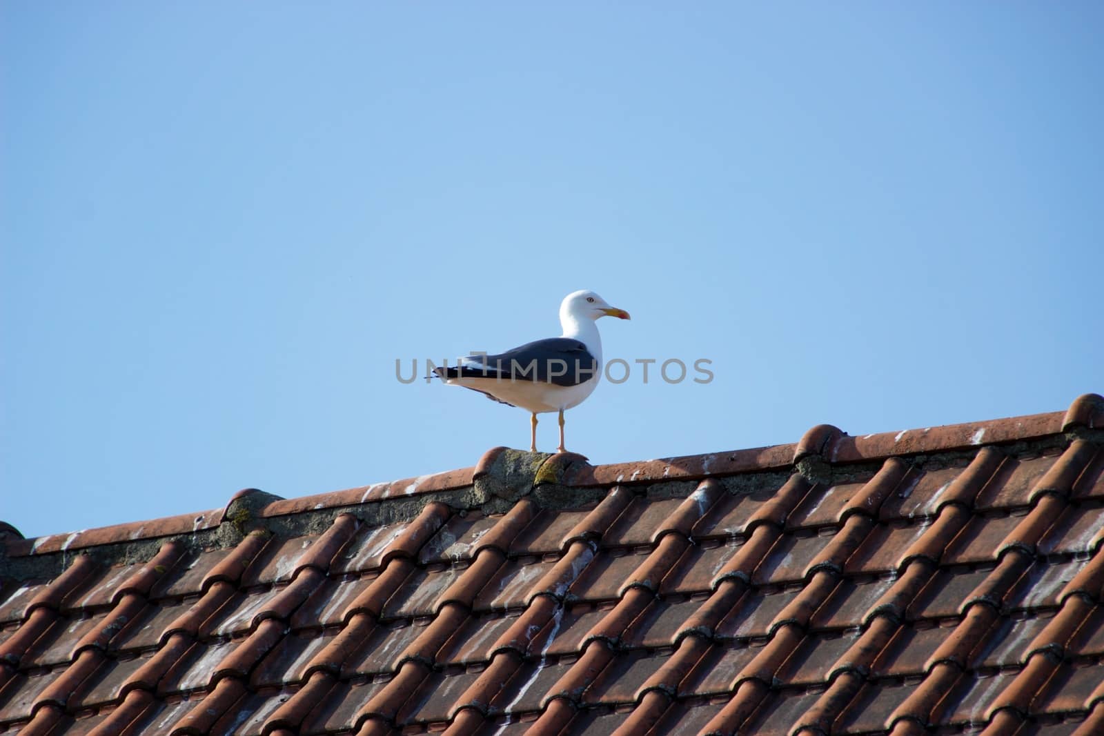 Birds on a sunny day by MARphoto