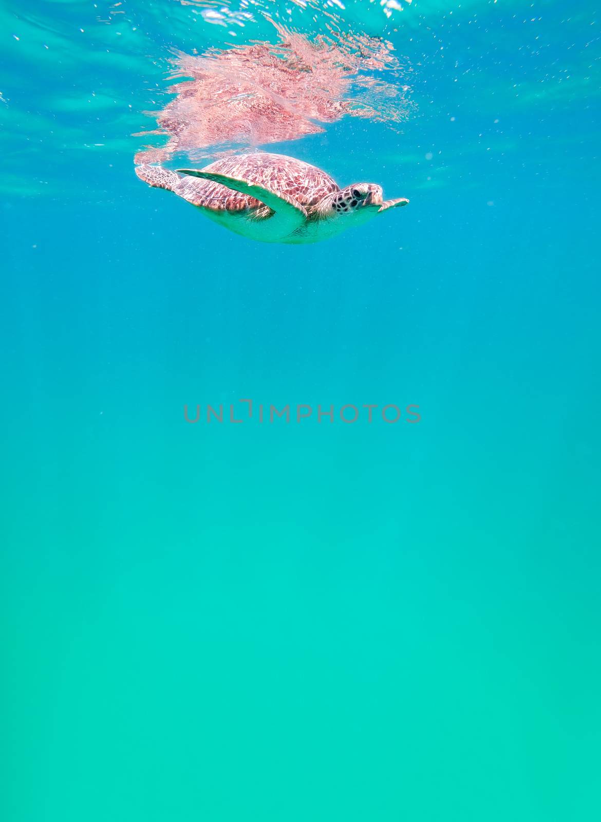 cute green sea turtle (Chelonia mydas) swim swims in turquoise water in a lagoon of red sea, Marsa Alam, Egypt