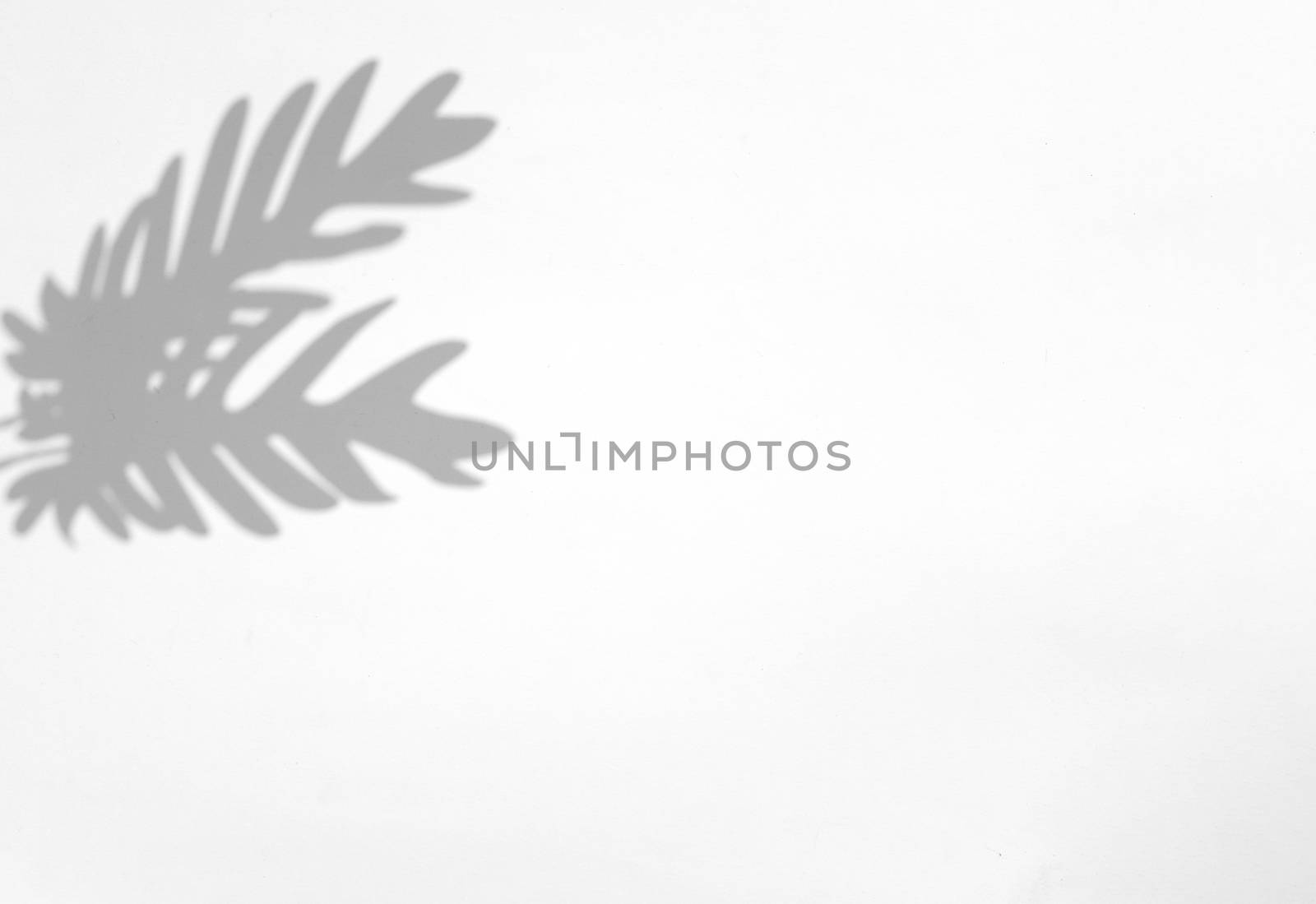 Palm leaves natural shadow overlay on white texture background,  by nuchylee