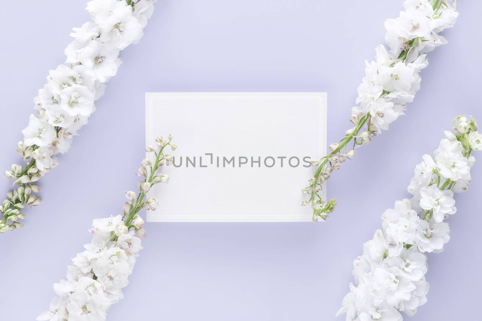 flat lay of luxury blank greeting card decorate with white flower isolated on pastel color background by asiandelight