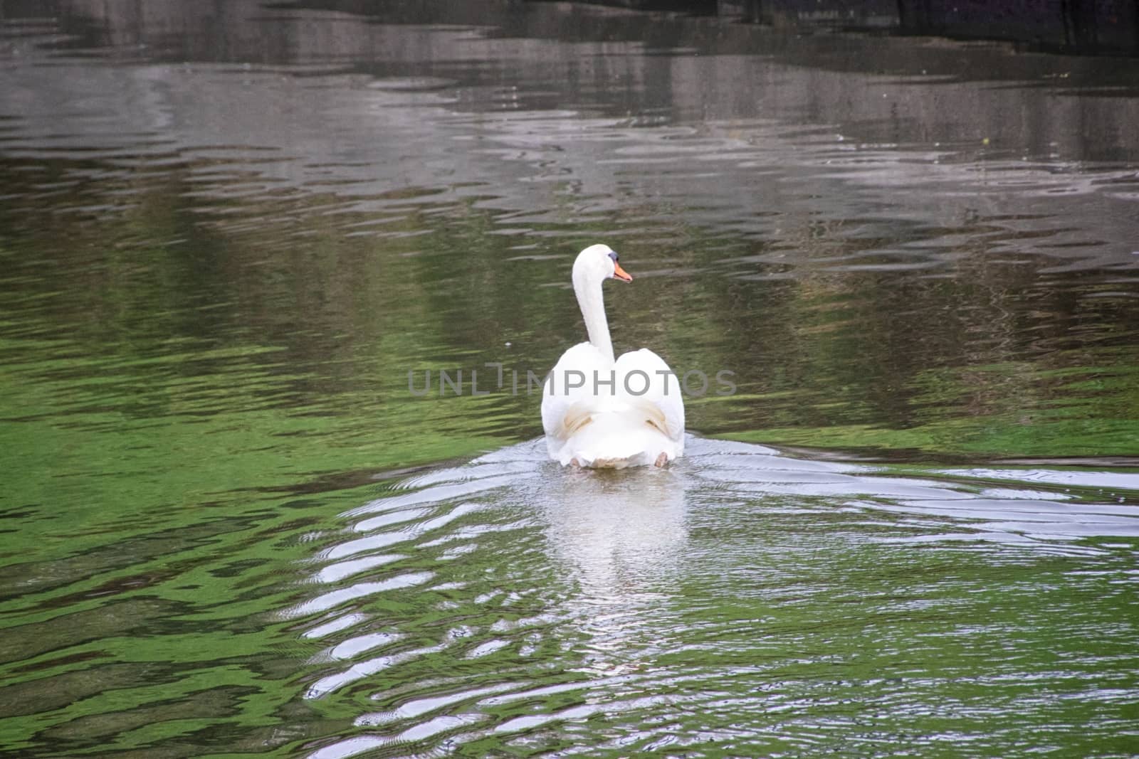 White swan in a canal