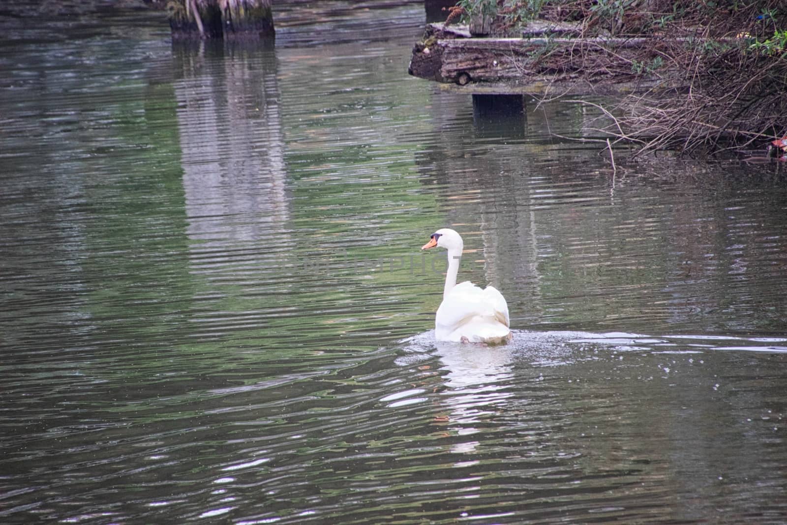 White swan in a canal