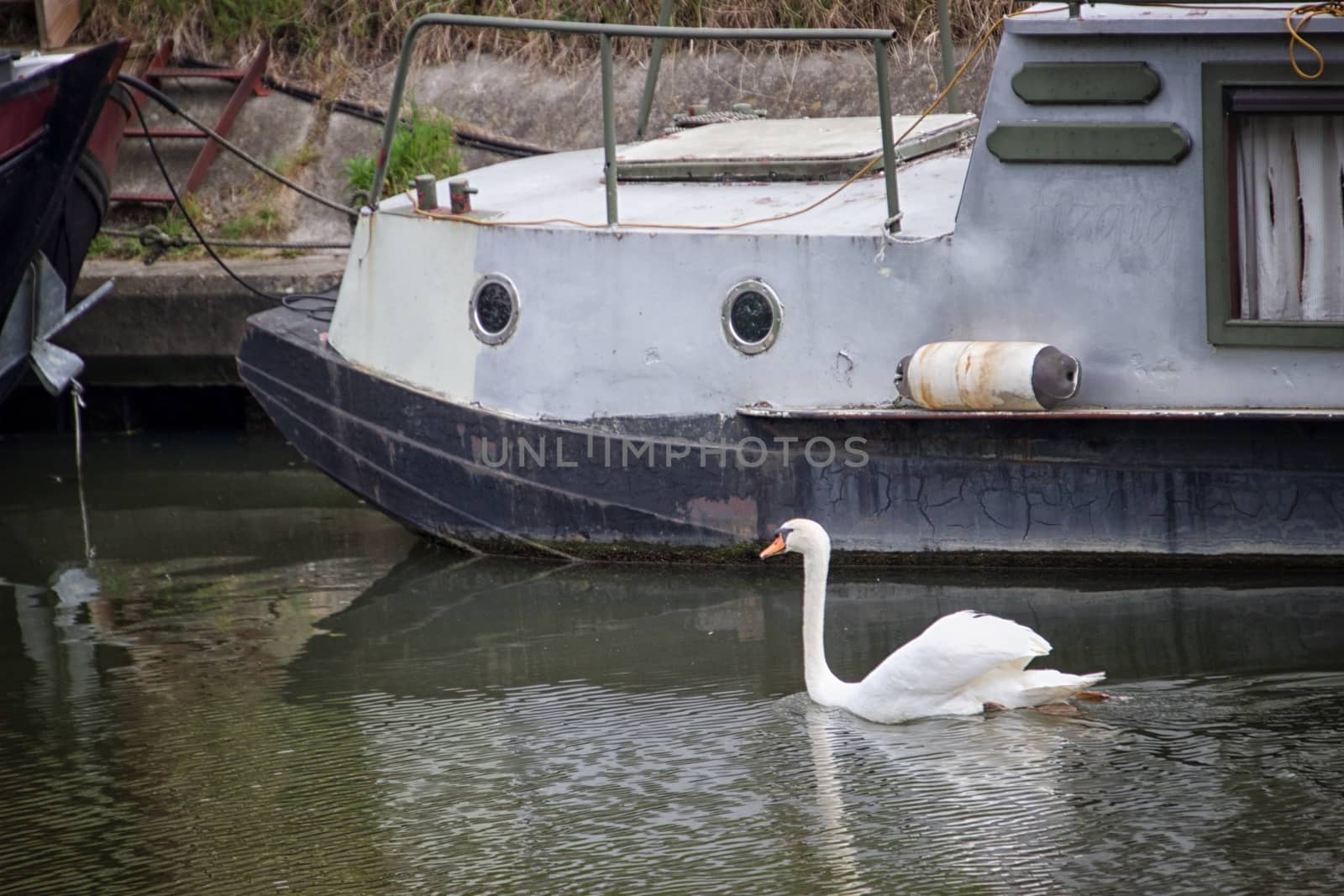 Swan by MARphoto