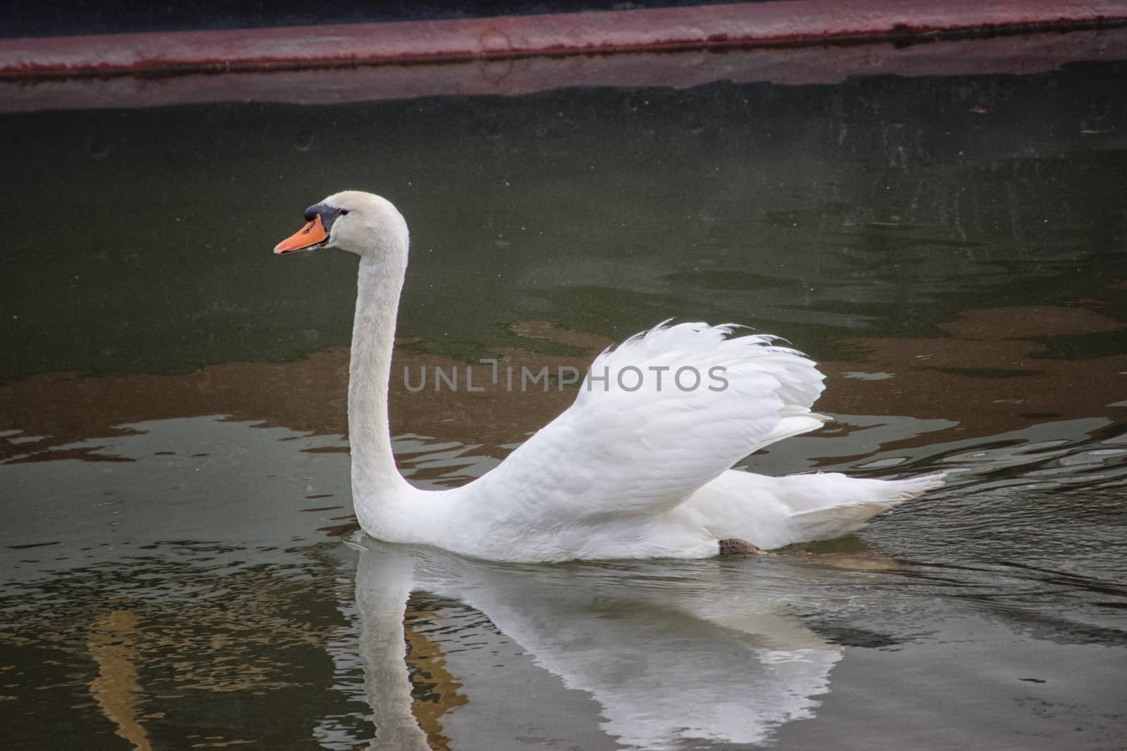 White swan in a canal