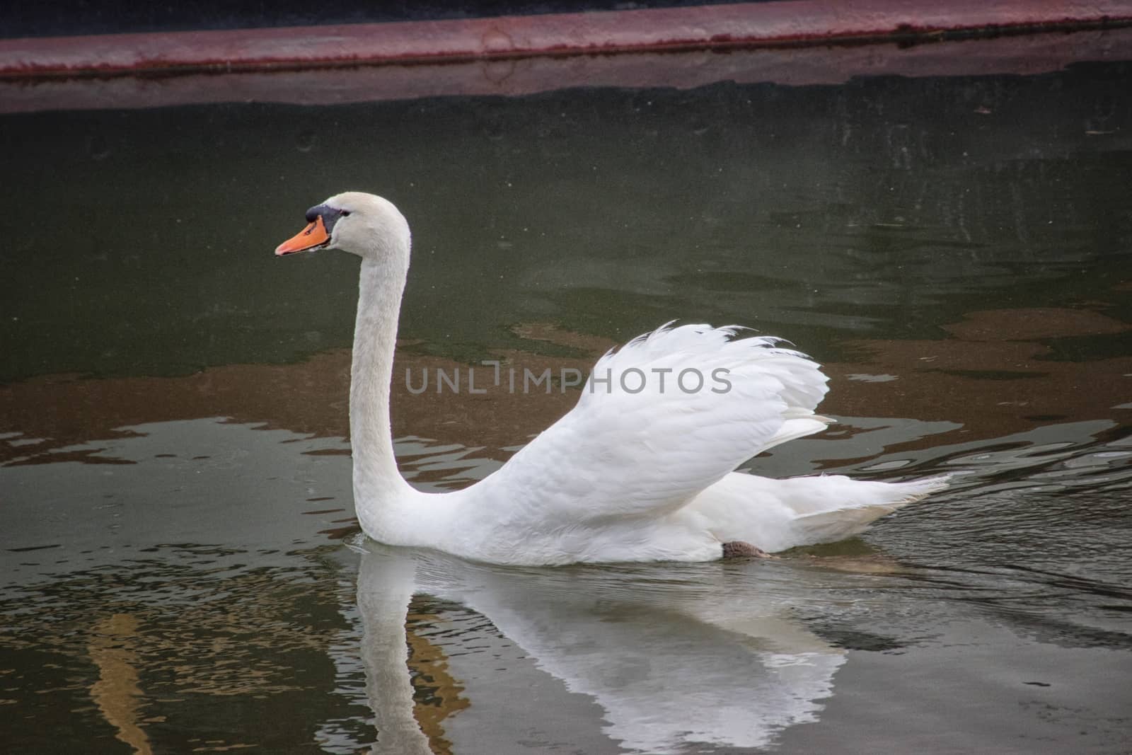 Swan by MARphoto