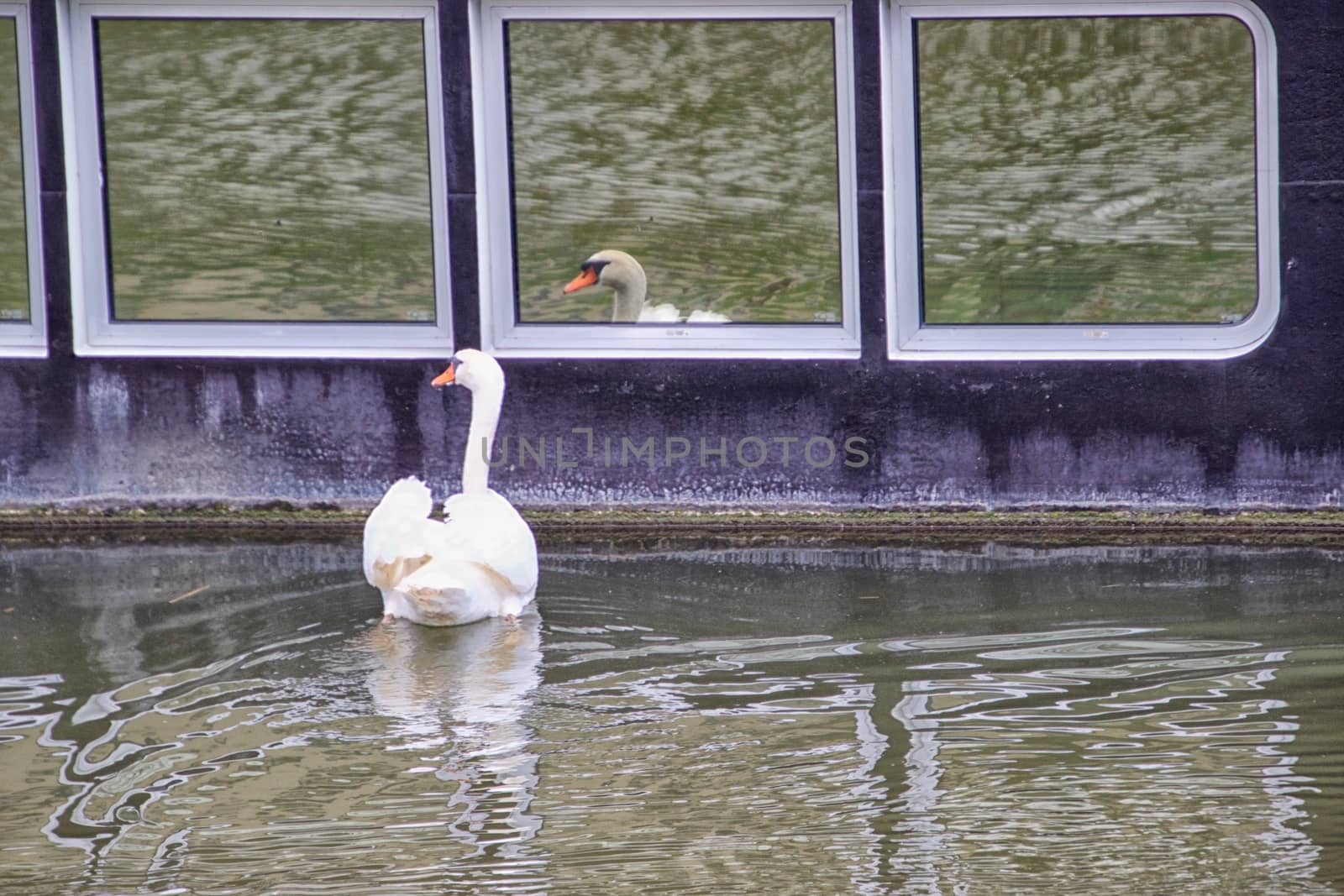 Swan by MARphoto