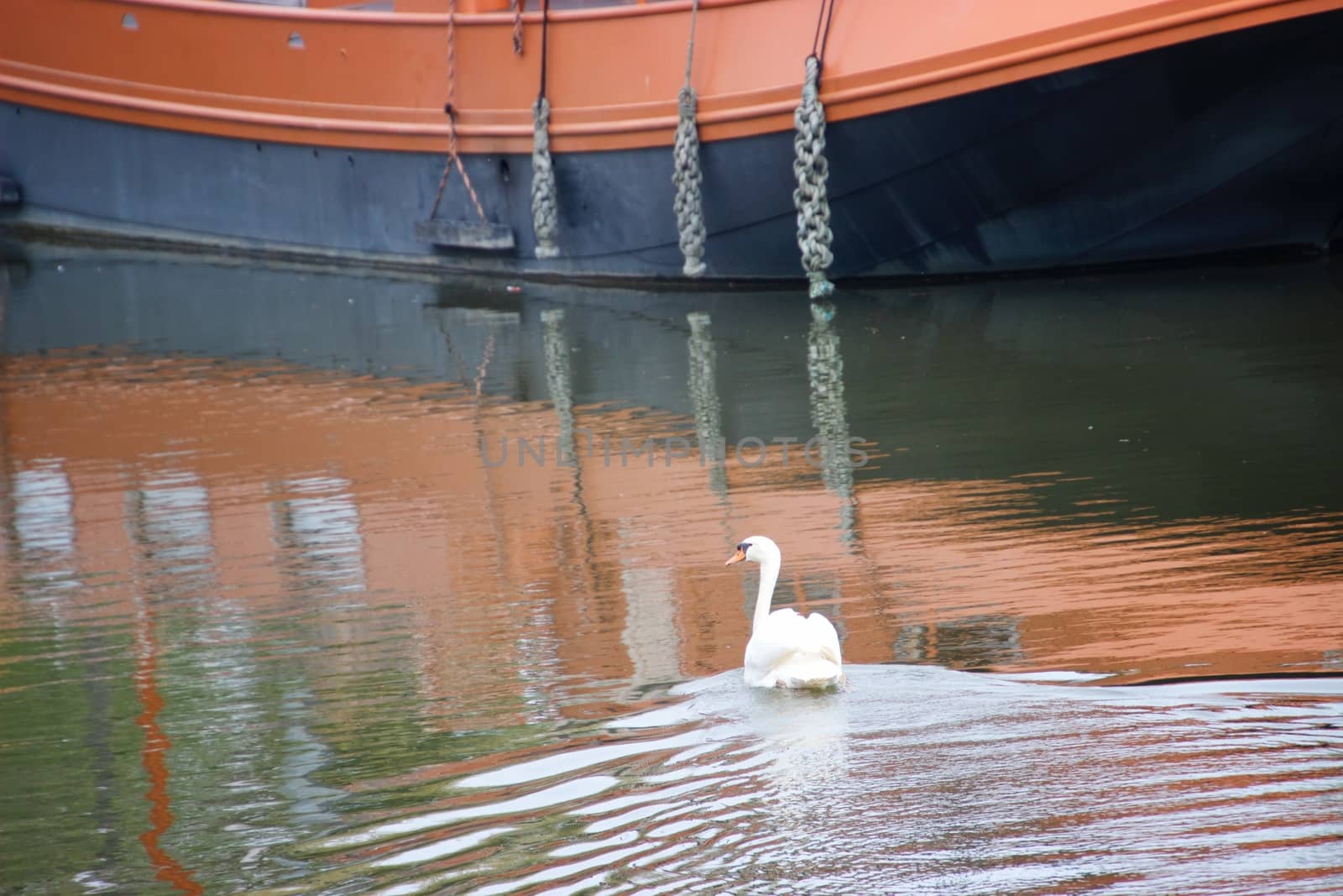 White swan in a canal