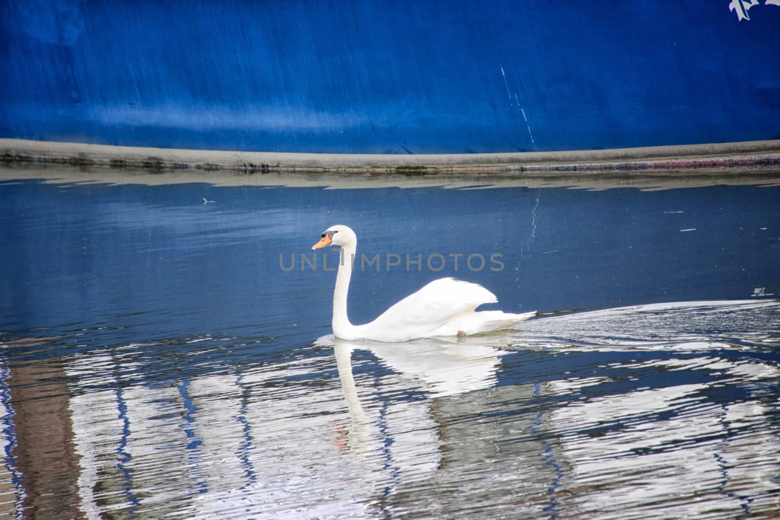 White swan in a canal