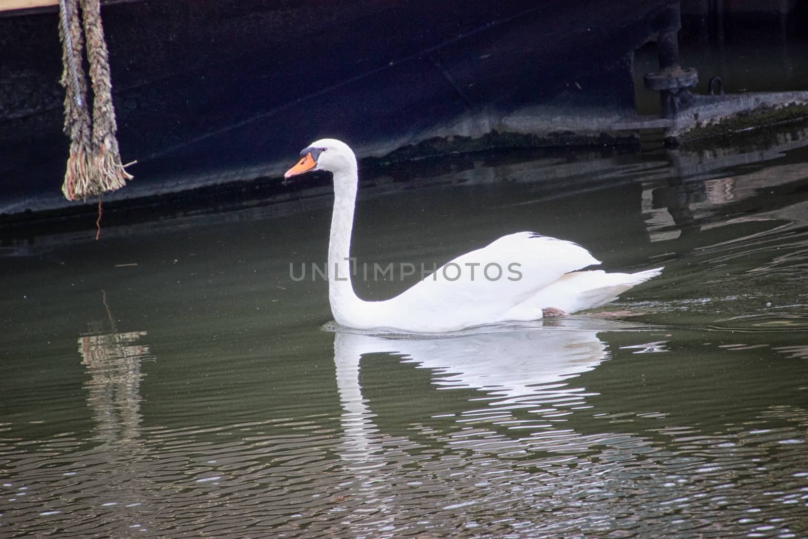 White swan in a canal