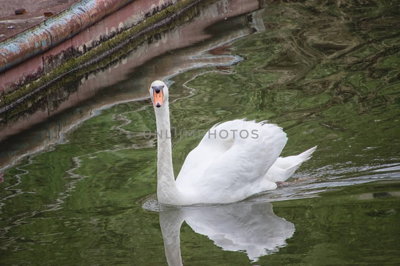 White swan in a canal