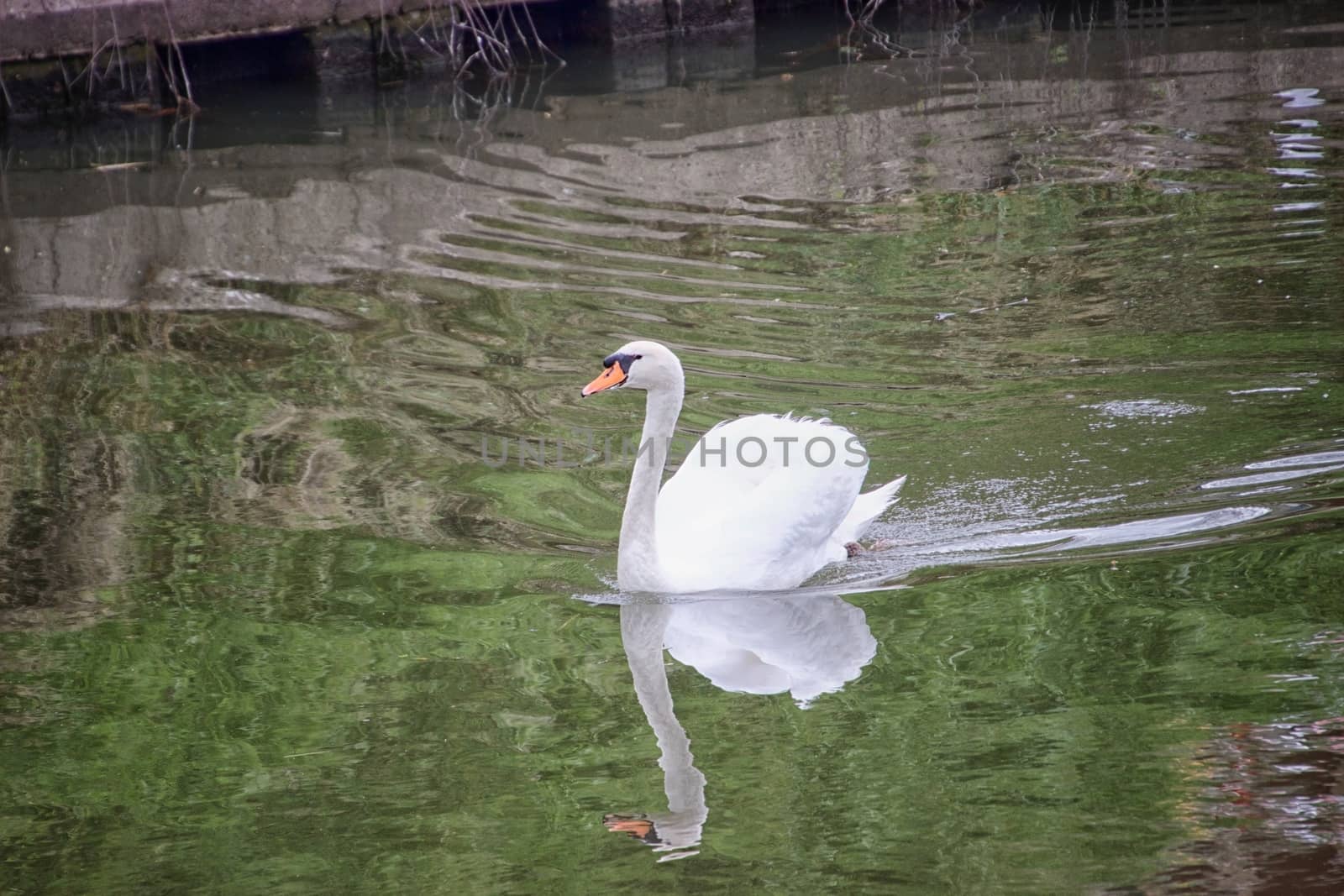 White swan in a canal