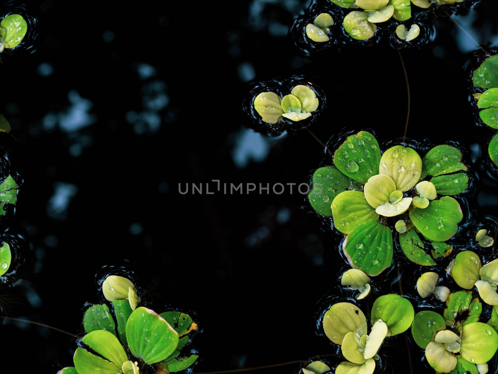 Little fresh green leaves floating on water background with copy space. Nature green leaf texture.