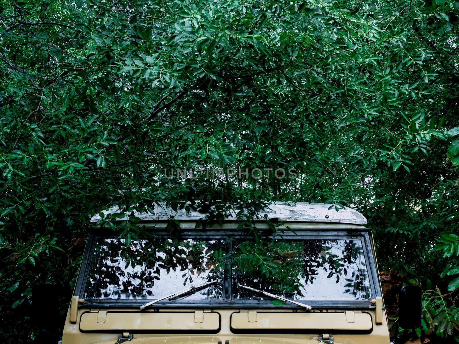 Green leaves cover on the old safari car in rainforest background. Life is journey concept.