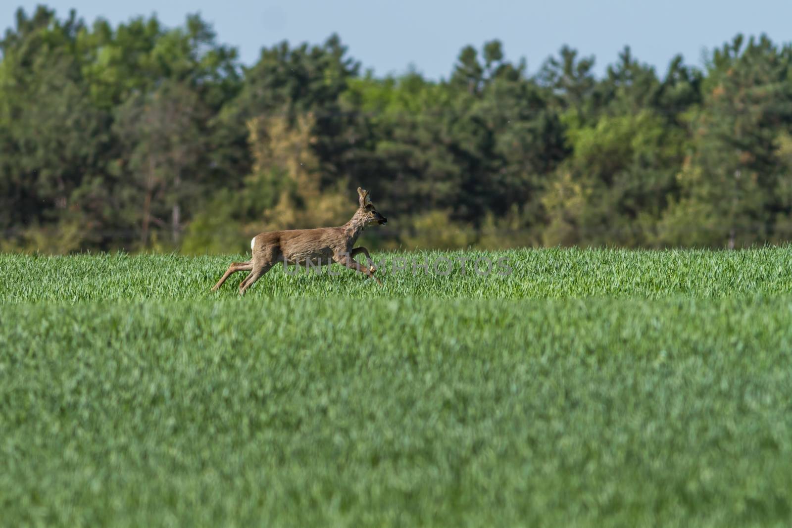 European roebuck in springtime on the cereal field with spring coat
