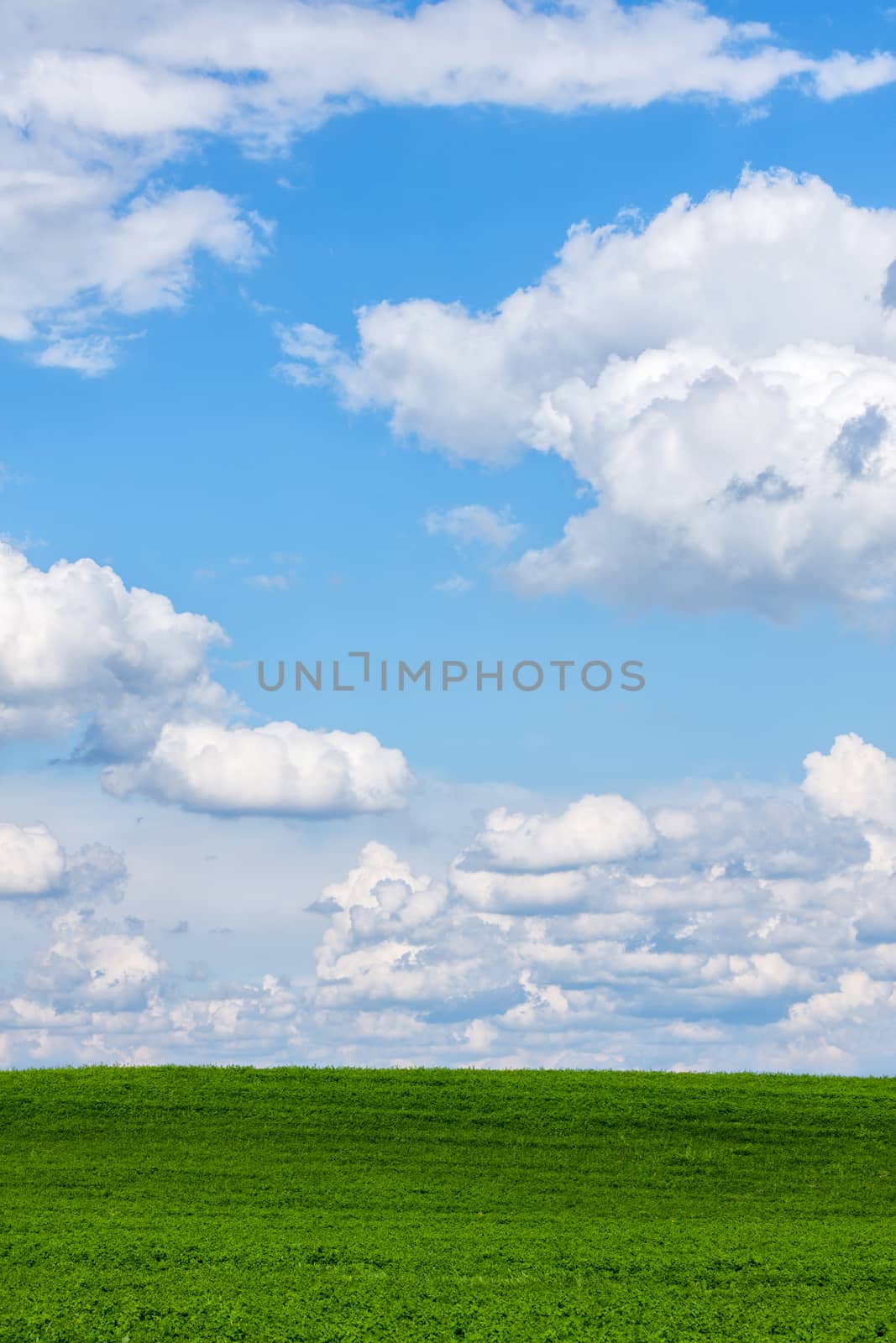 Beautiful green field with white clouds by Digoarpi
