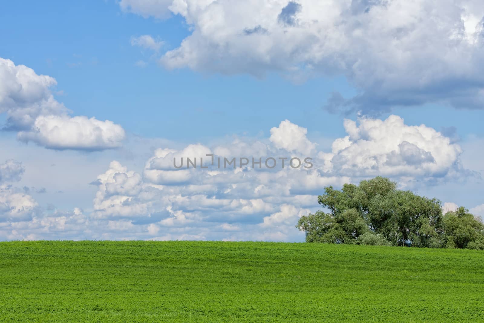 Beautiful green field with white clouds by Digoarpi