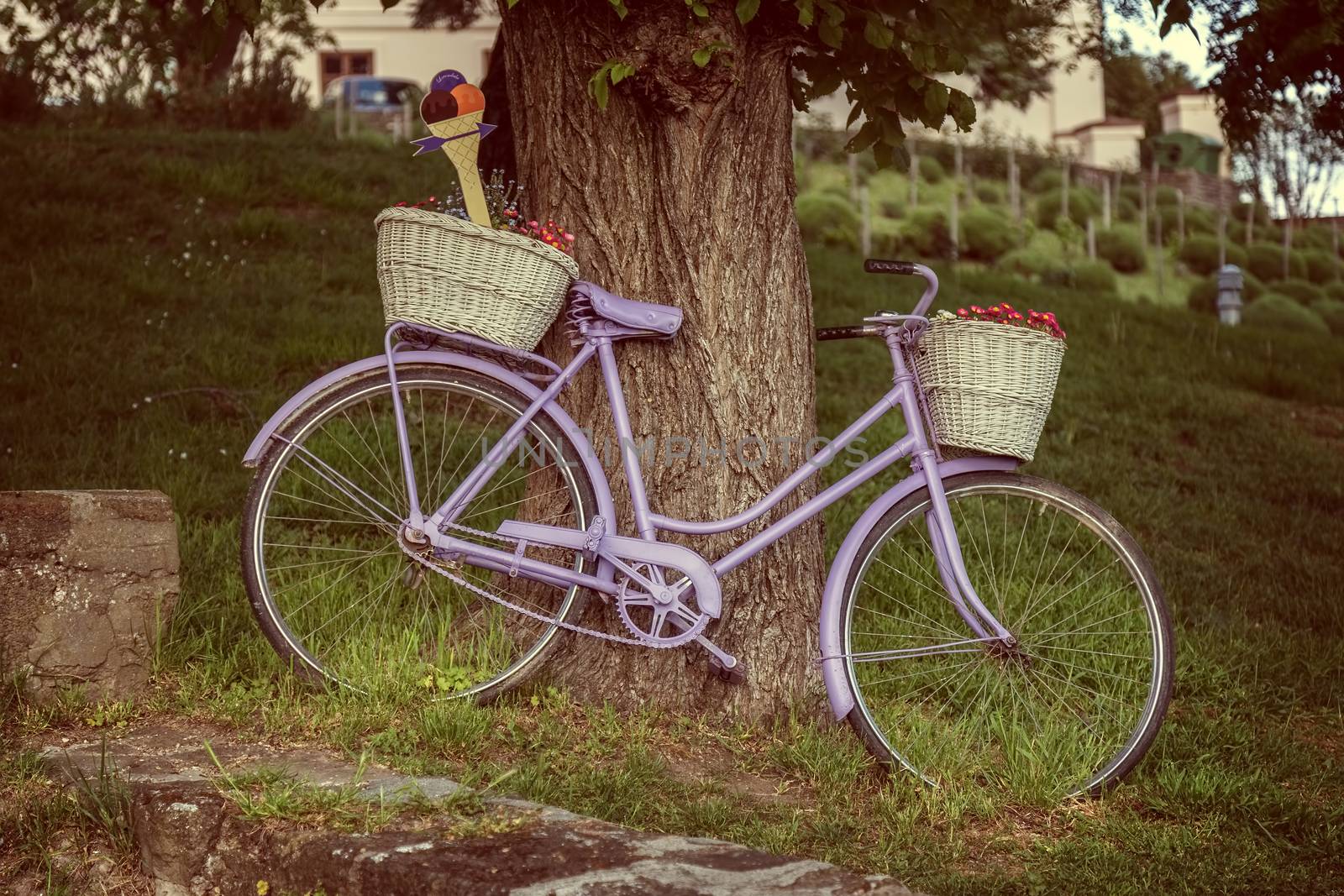 Old bicycle an old tree in Village Tihany of Hungary by Digoarpi