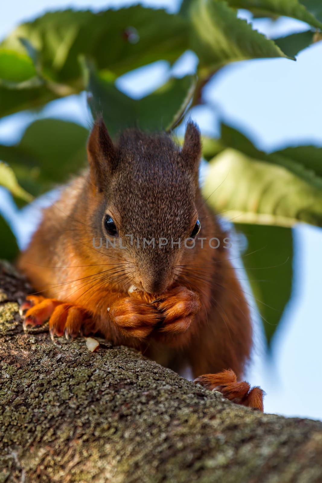 Red squirrel standing on the tree and eating