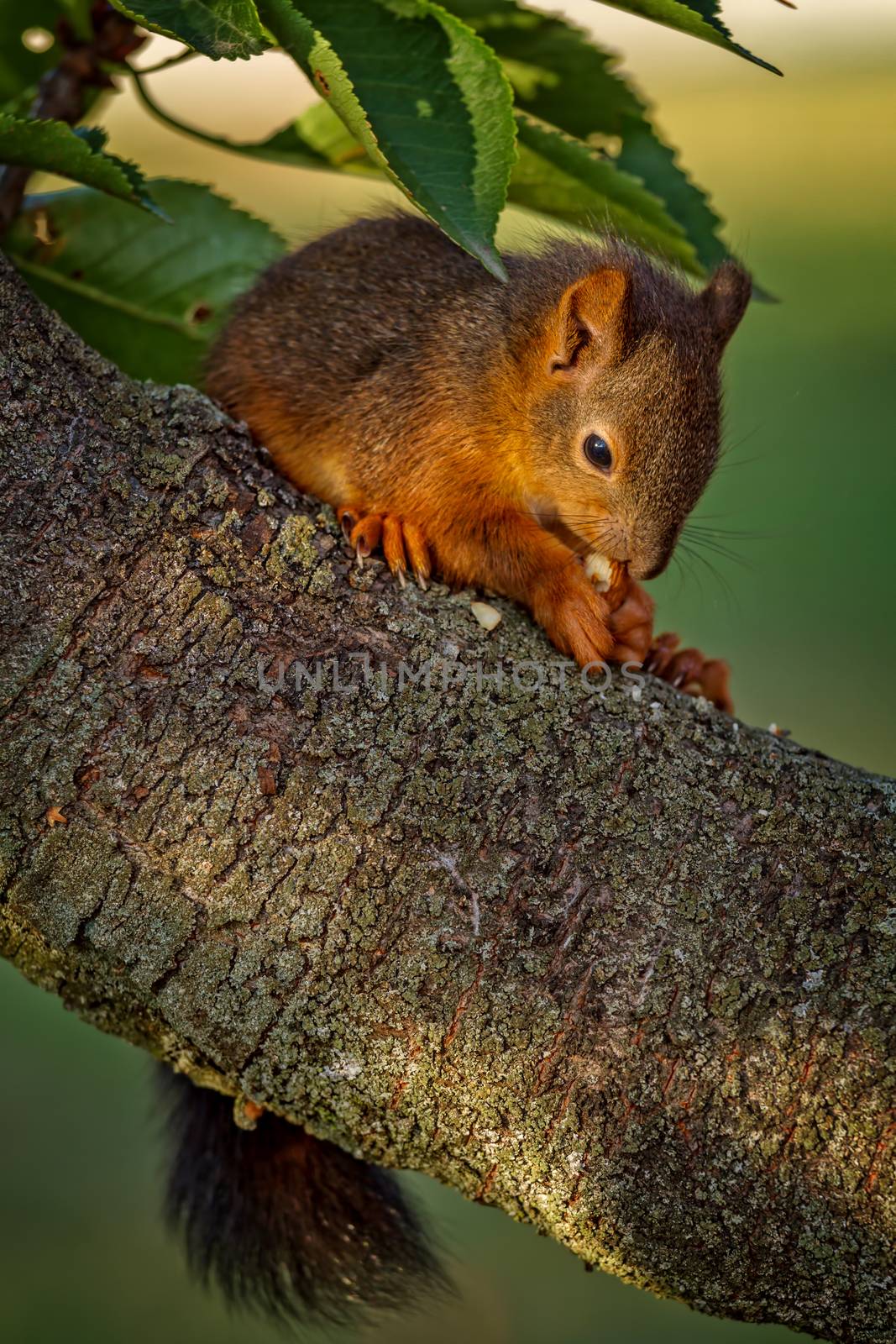 Red squirrel standing on the tree and eating