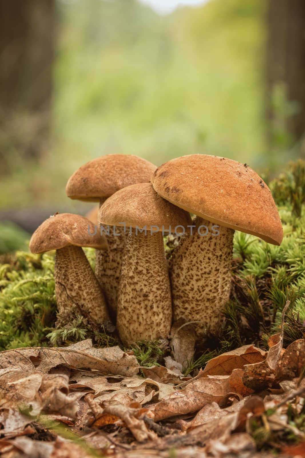 Three edible mushroom species,red-capped by Digoarpi